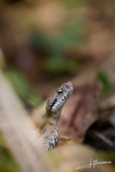 photo-reptiles-batraciens-006