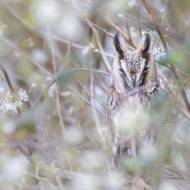 photo-oiseaux-207