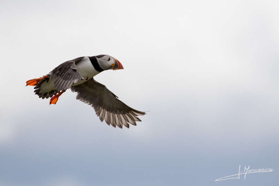 photo-oiseaux-ecosse-009