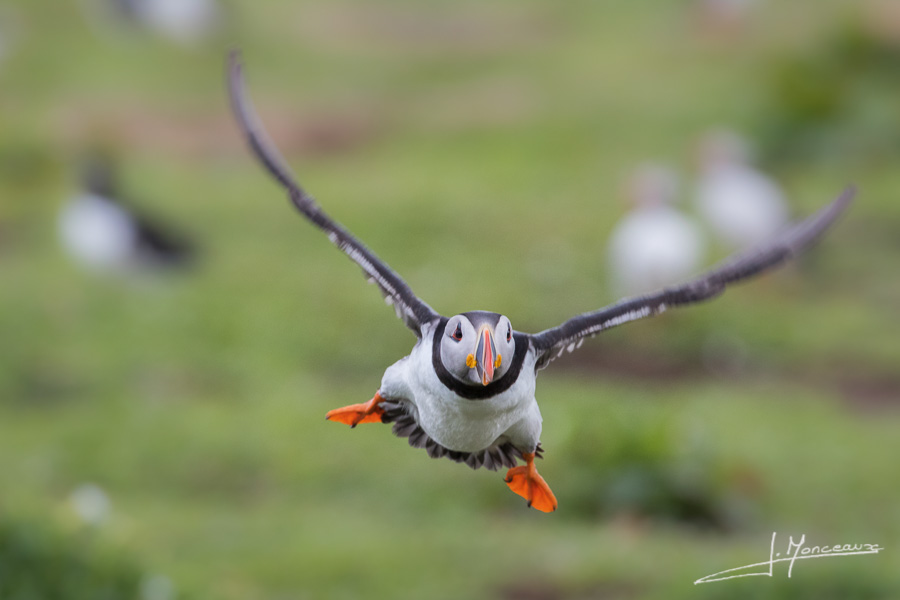 photo-oiseaux-ecosse-010