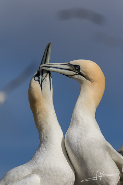 photo-oiseaux-ecosse-024