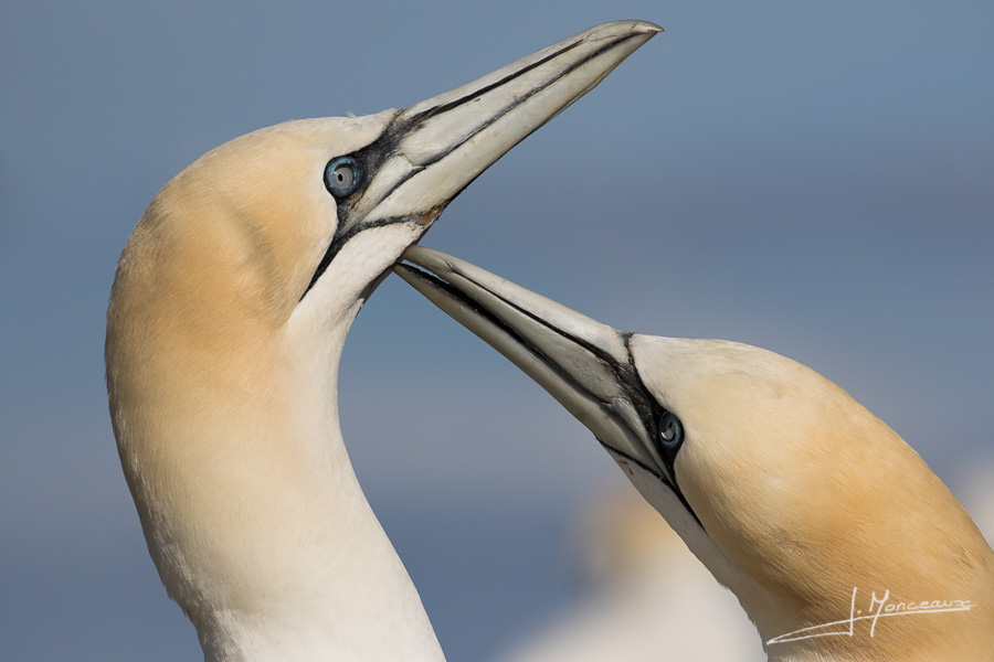 photo-oiseaux-ecosse-025