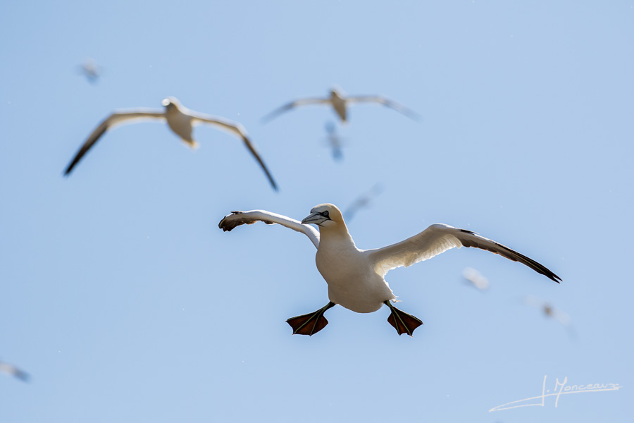 photo-oiseaux-ecosse-026