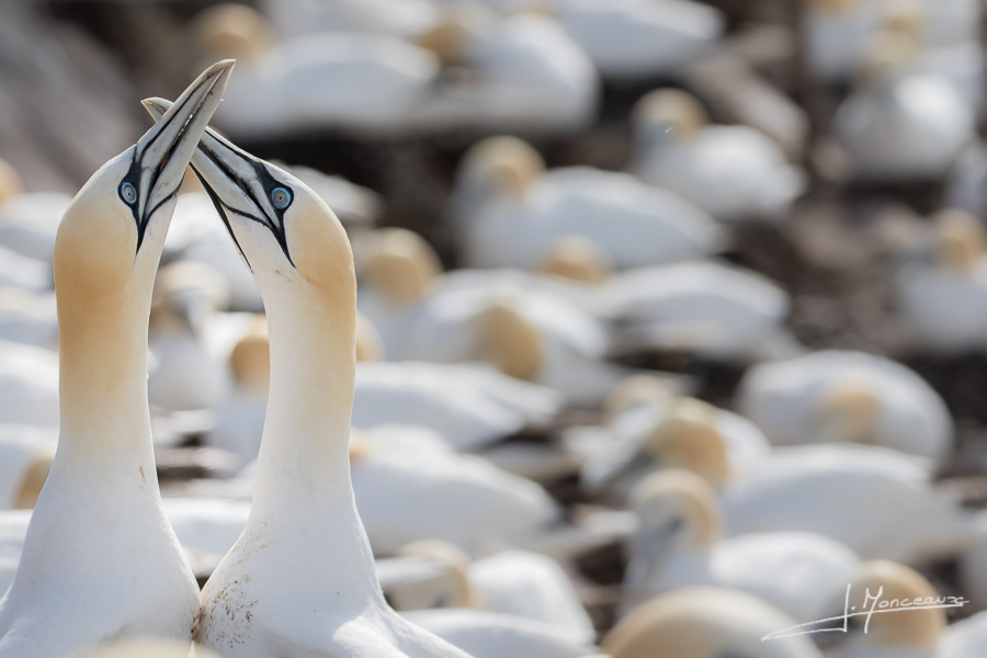 photo-oiseaux-ecosse-030