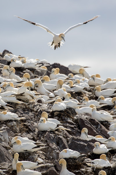 photo-oiseaux-ecosse-031