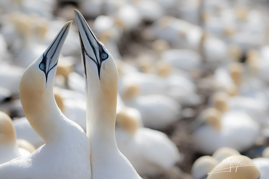 photo-oiseaux-ecosse-033