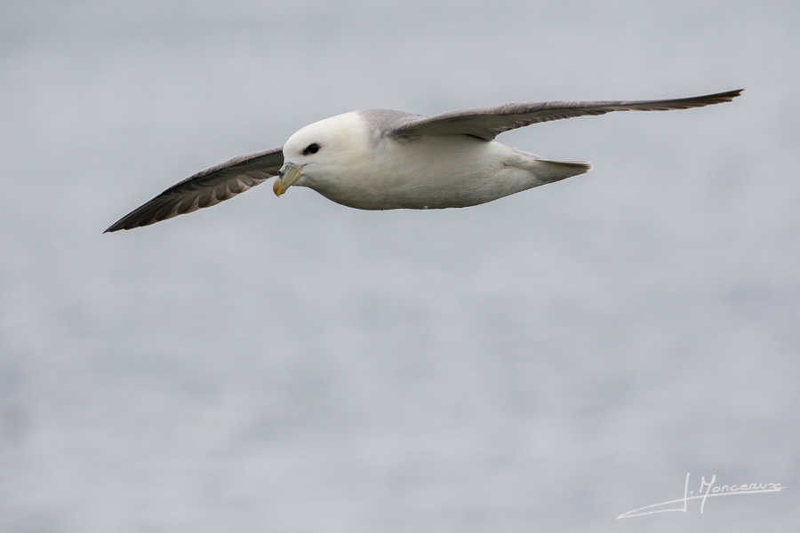 photo-oiseaux-ecosse-037