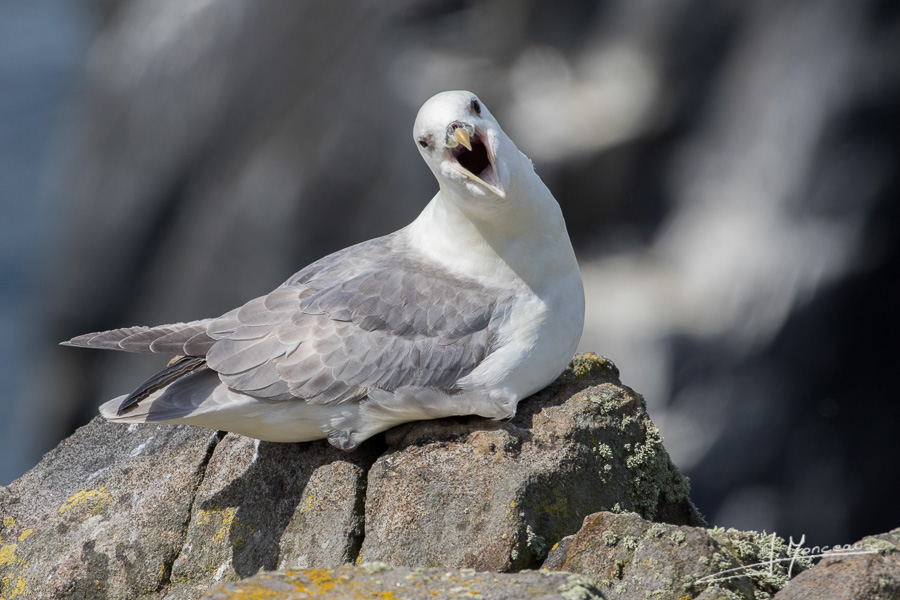 photo-oiseaux-ecosse-038