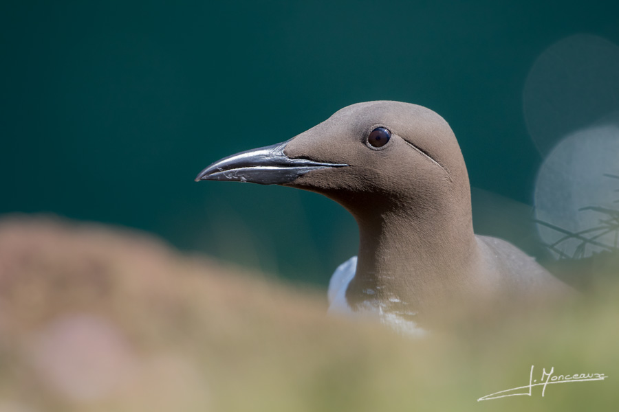 photo-oiseaux-ecosse-049