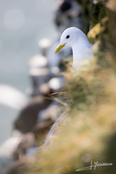 photo-oiseaux-ecosse-055