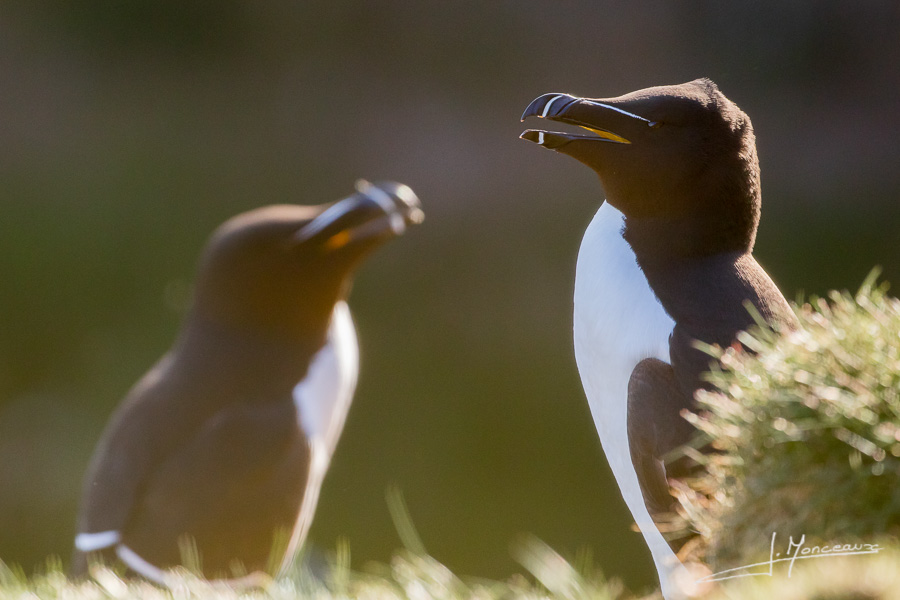 photo-oiseaux-ecosse-062