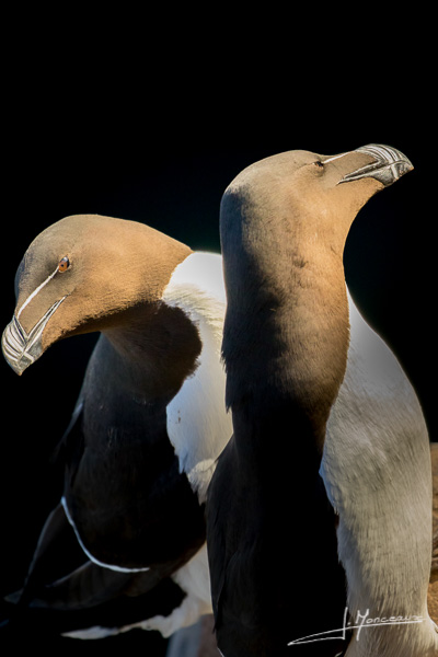 photo-oiseaux-ecosse-064