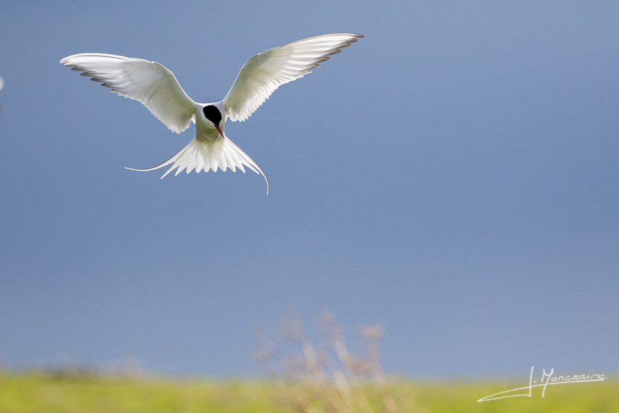 photo-oiseaux-ecosse-075