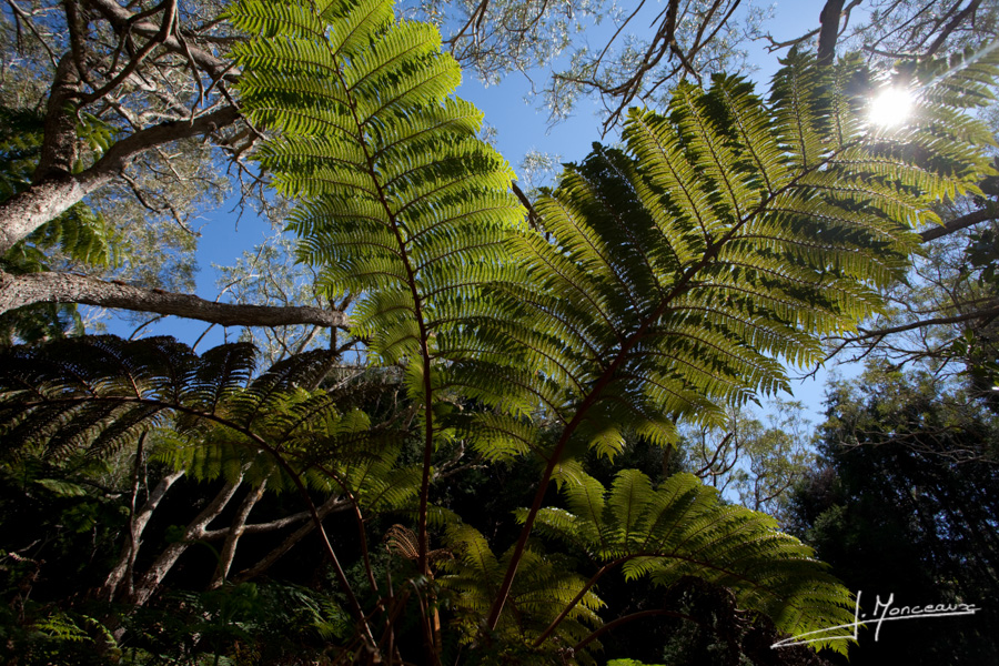 photo-la-reunion-023