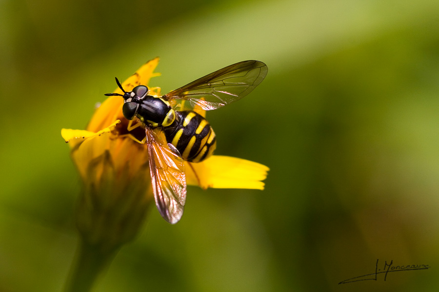 photo-macro-animaux-001