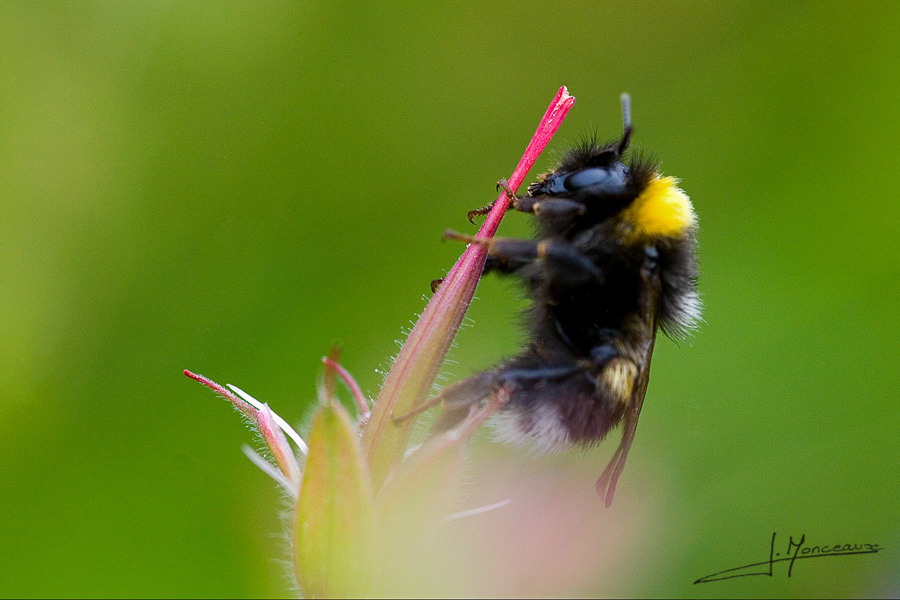 photo-macro-animaux-002