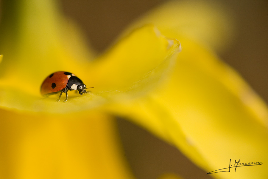 photo-macro-animaux-009