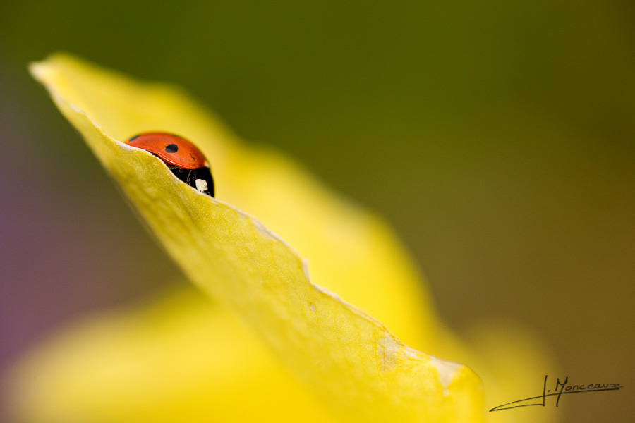 photo-macro-animaux-010