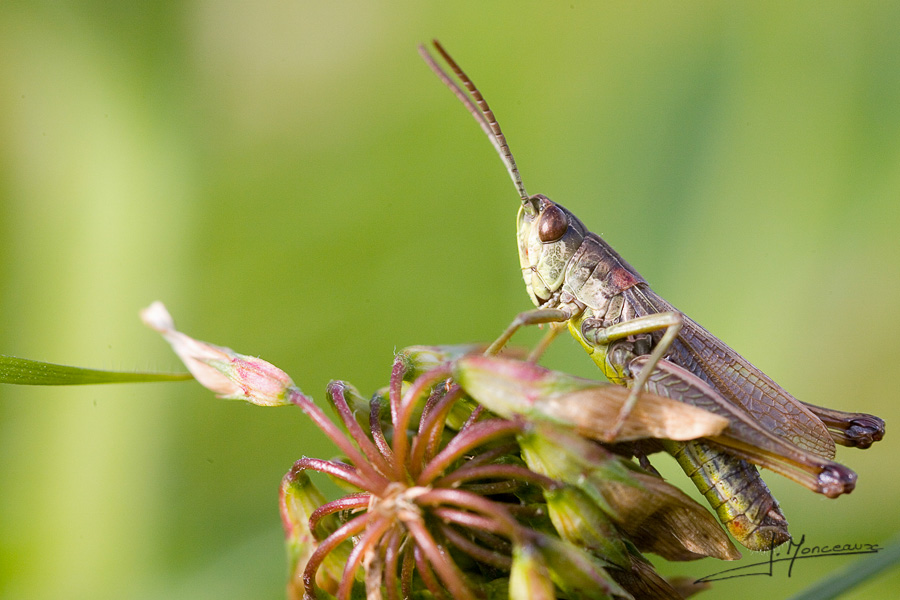 photo-macro-animaux-011