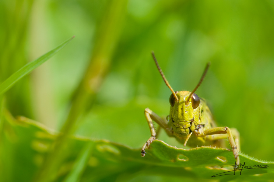 photo-macro-animaux-018