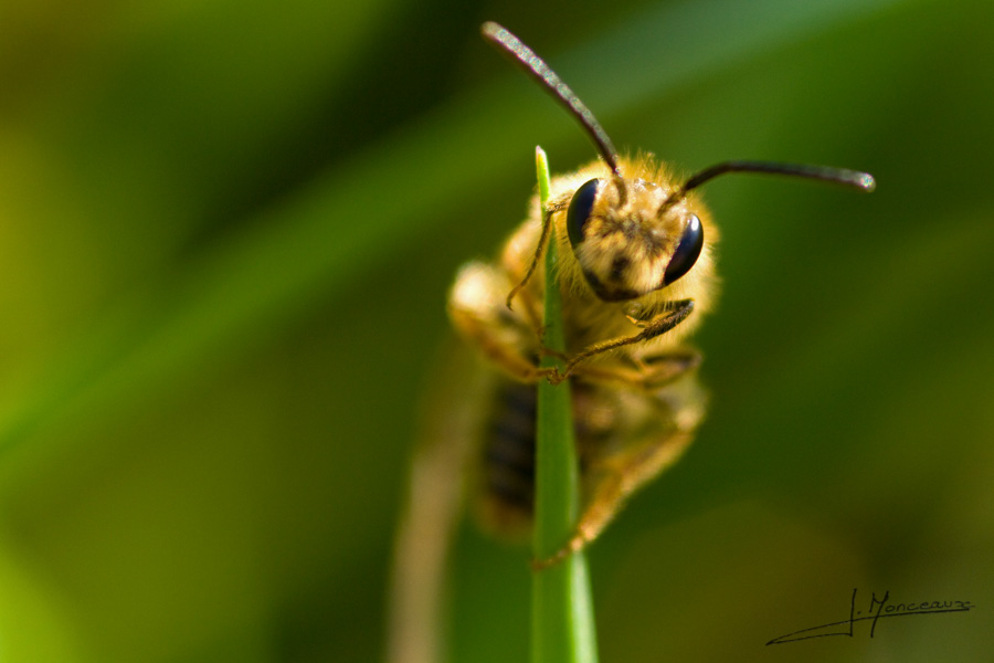 photo-macro-animaux-020