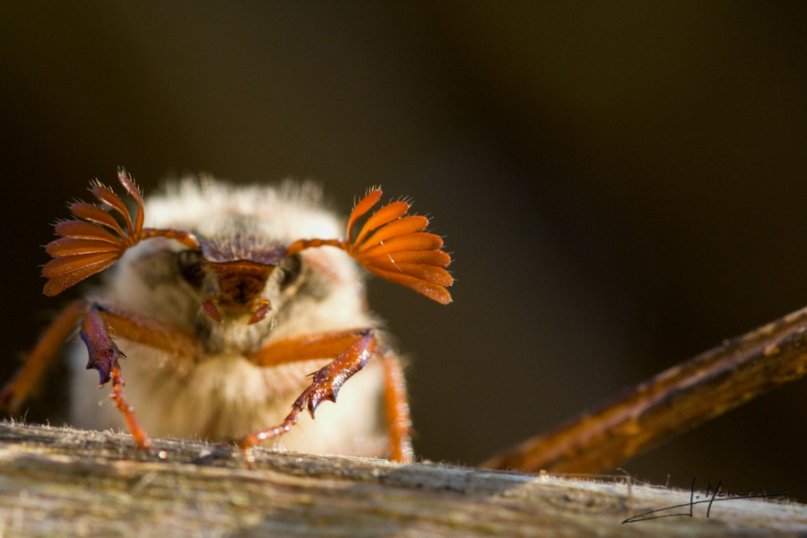 photo-macro-animaux-021