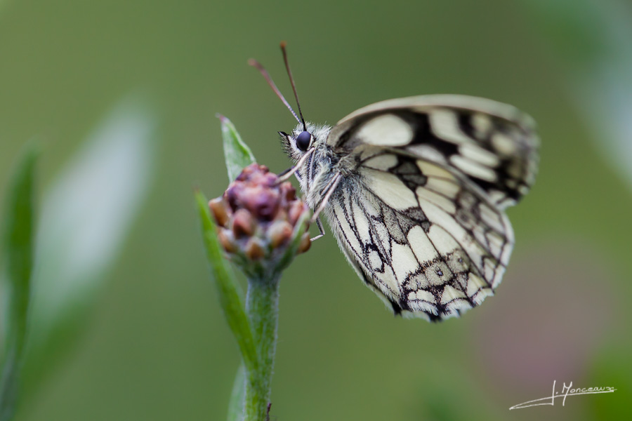 photo-macro-animaux-039