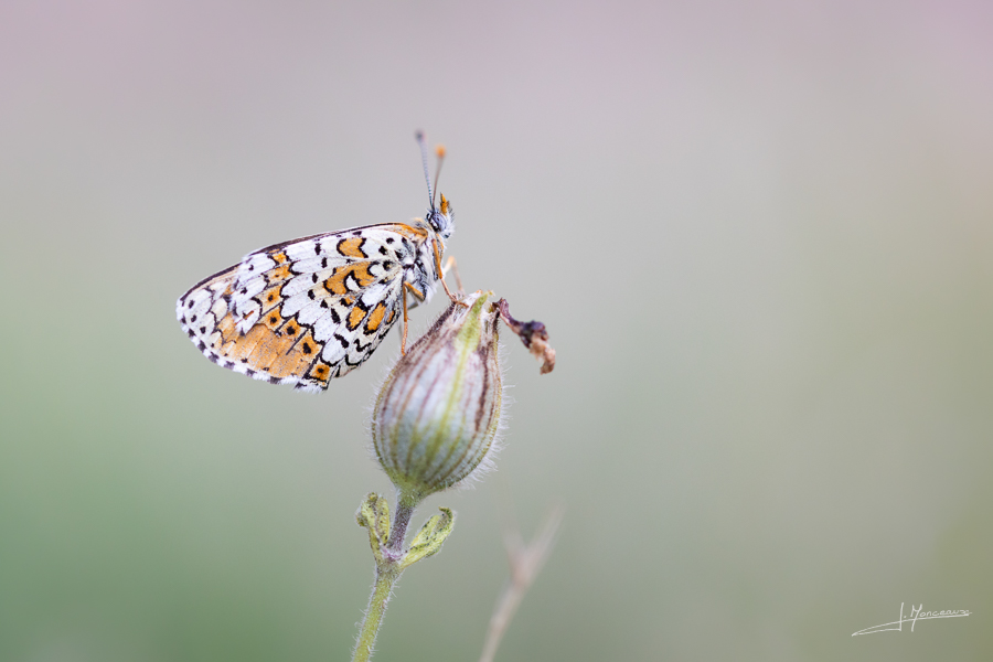 photo-macro-animaux-061