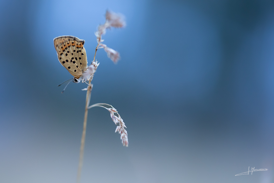 photo-macro-animaux-062