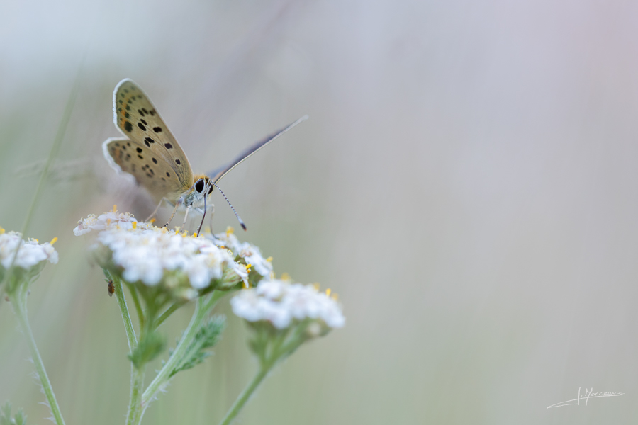 photo-macro-animaux-063