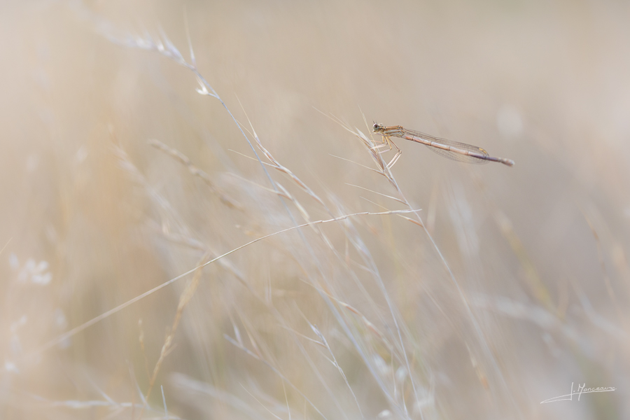 photo-macro-animaux-064