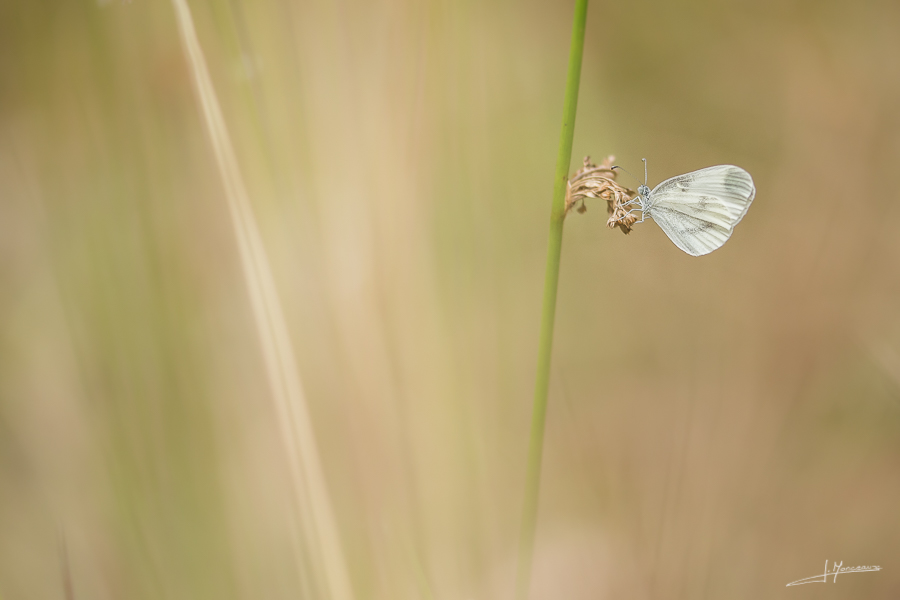 photo-macro-animaux-46