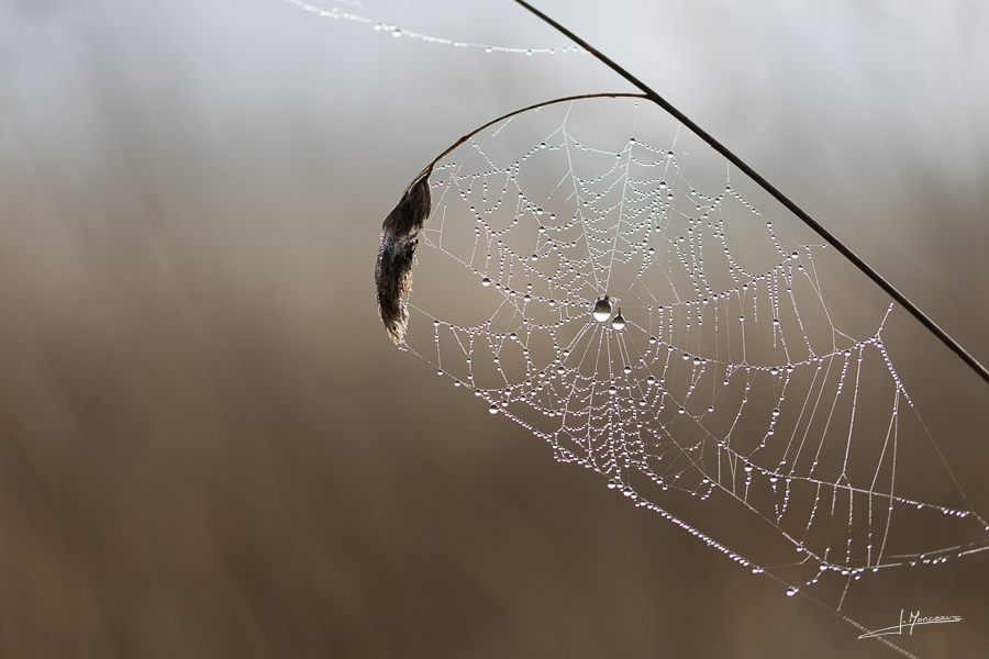 photo-macro-animaux-52