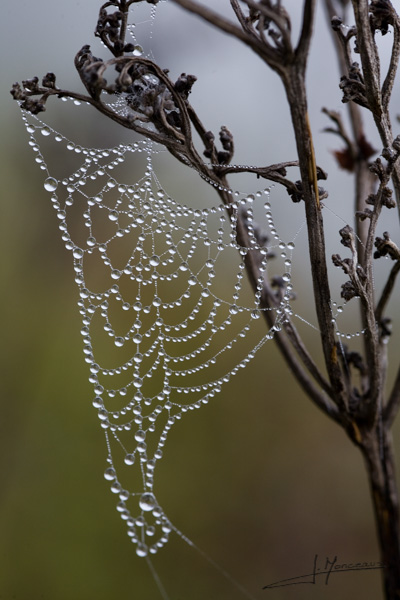 photo-macro-nature-015