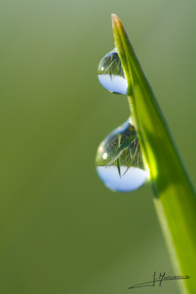 photo-macro-nature-018