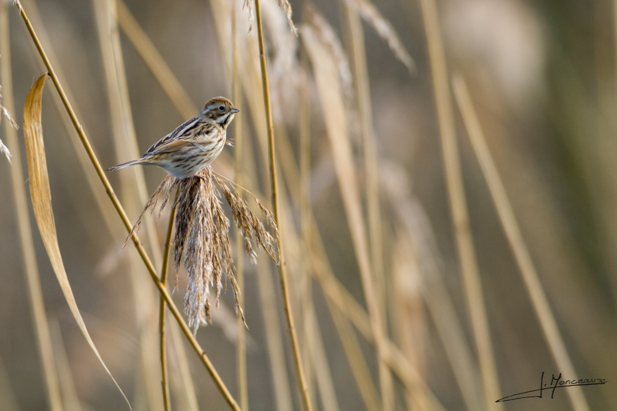 photo-oiseaux-010