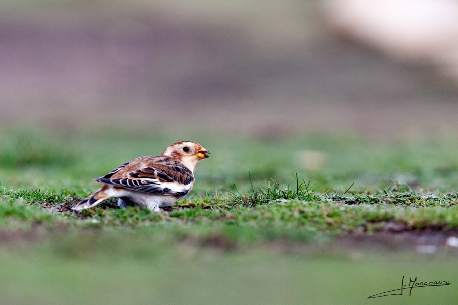 photo-oiseaux-022