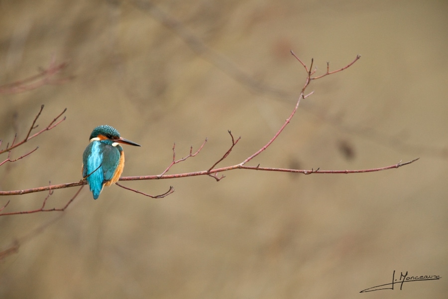 photo-oiseaux-025