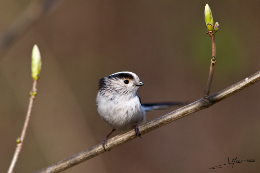 photo-oiseaux-033