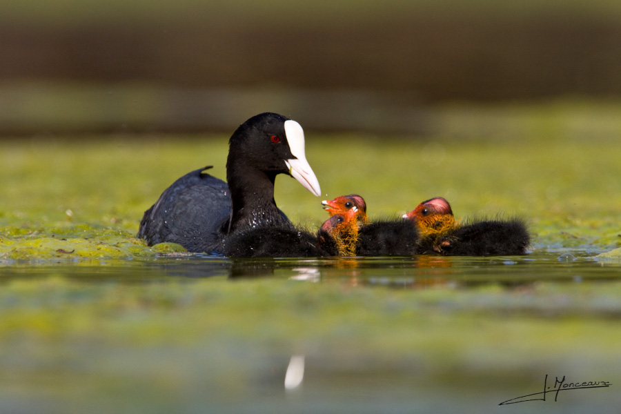 photo-oiseaux-036