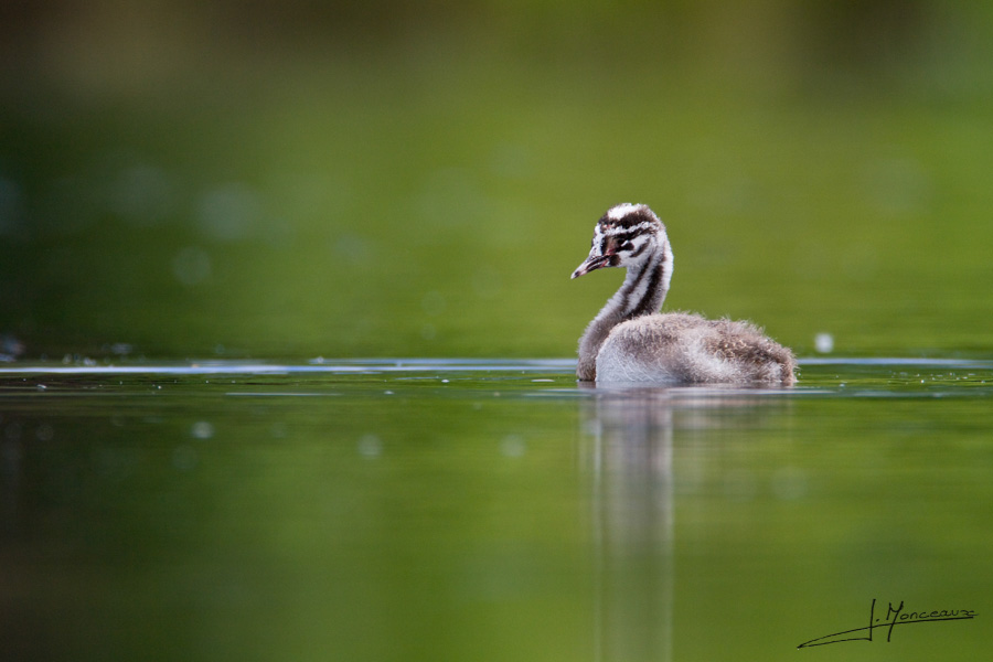 photo-oiseaux-050