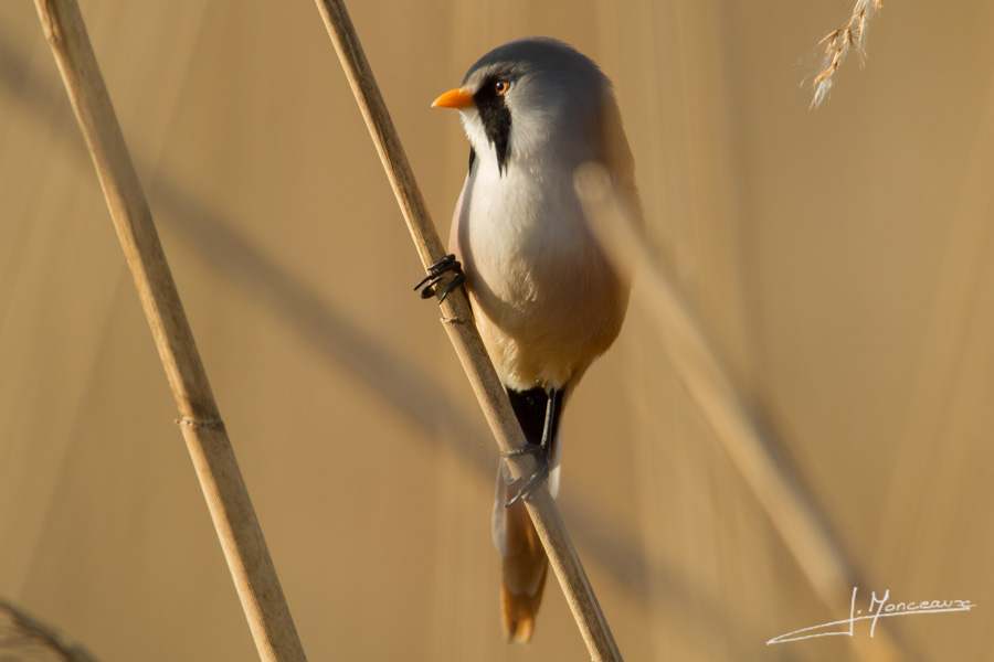 photo-oiseaux-059