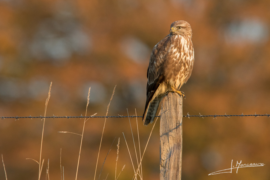 photo-oiseaux-085