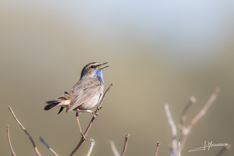 photo-oiseaux-096