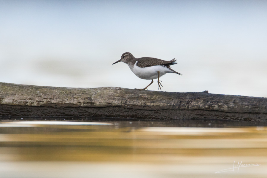 photo-oiseaux-099