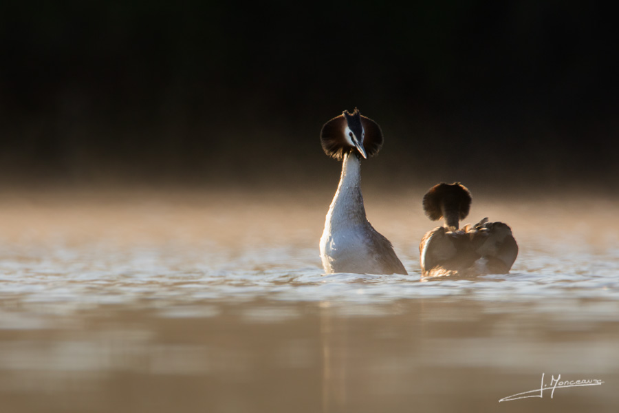 photo-oiseaux-106