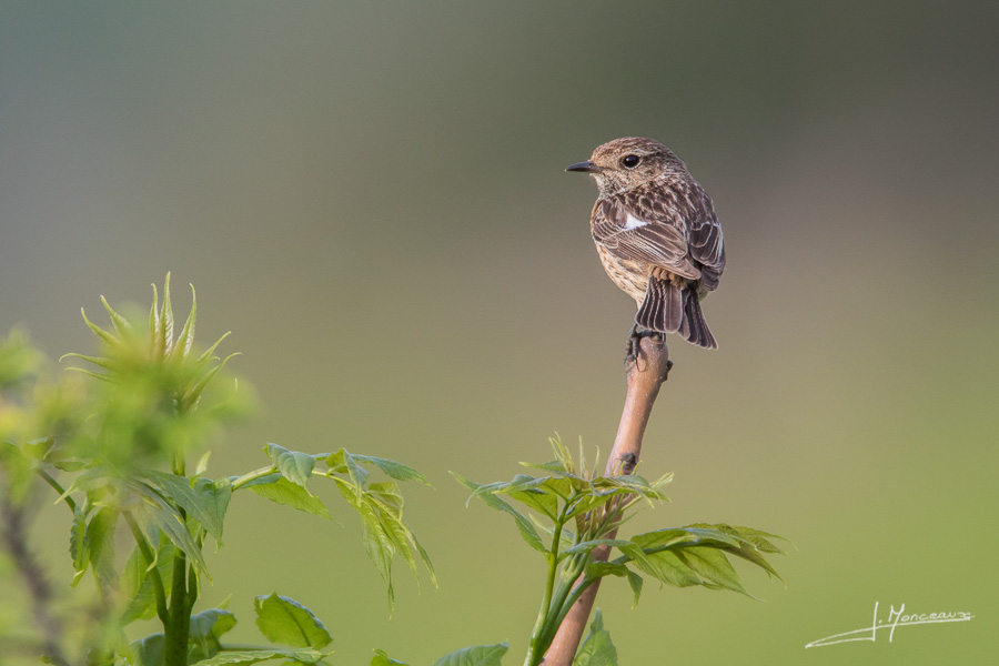 photo-oiseaux-112