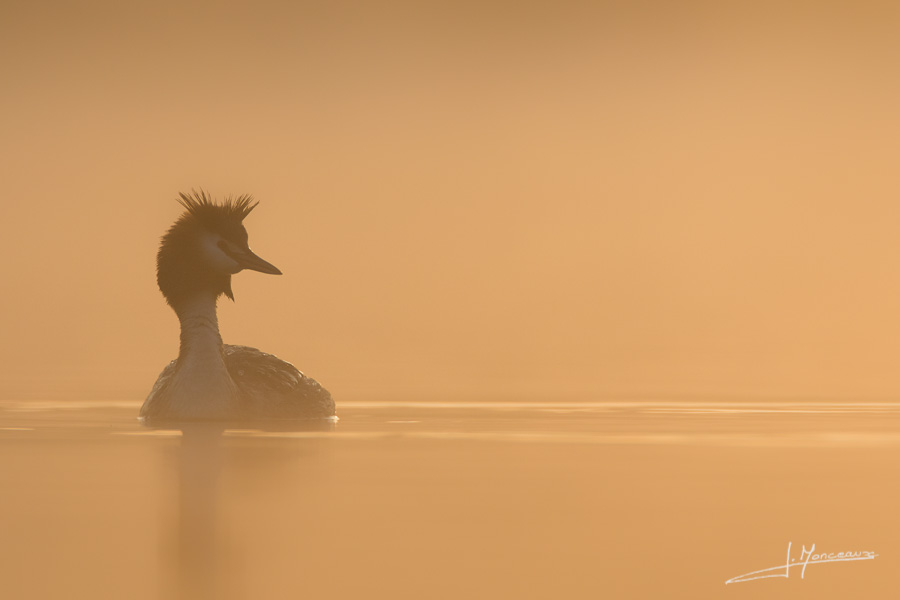 photo-oiseaux-114