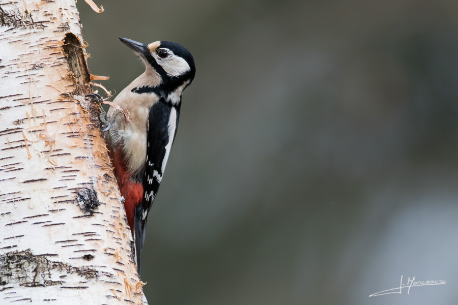 photo-oiseaux-120