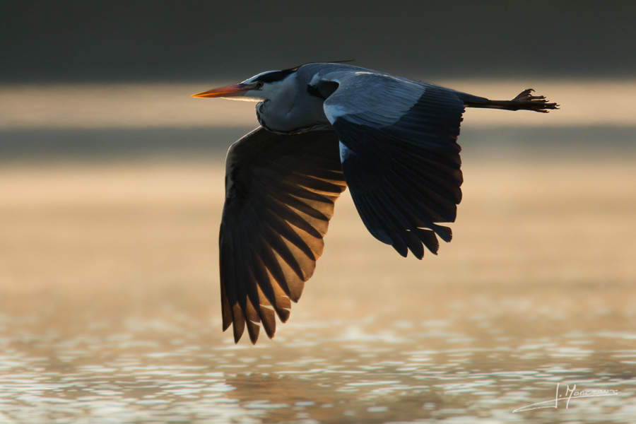 photo-oiseaux-134